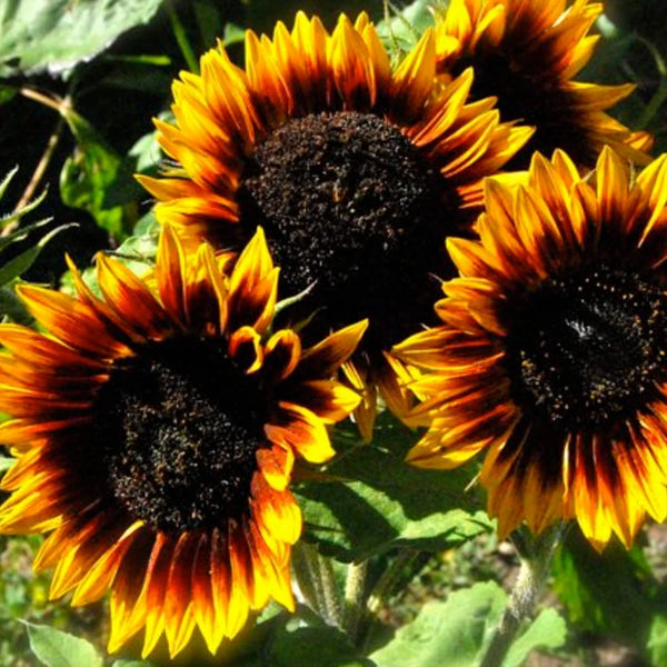 The Sunflower Tarot Garden + Gift Seed Packet