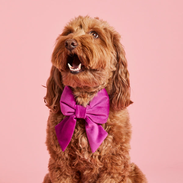 Velvet Lady Dog Bow Tie - Plum