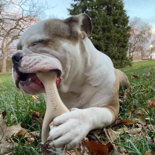 Beef Soft Dog Chew - Small