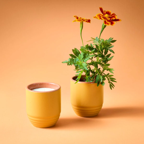 Garden Vibes Candle / Planter - Last Light + Cintronella