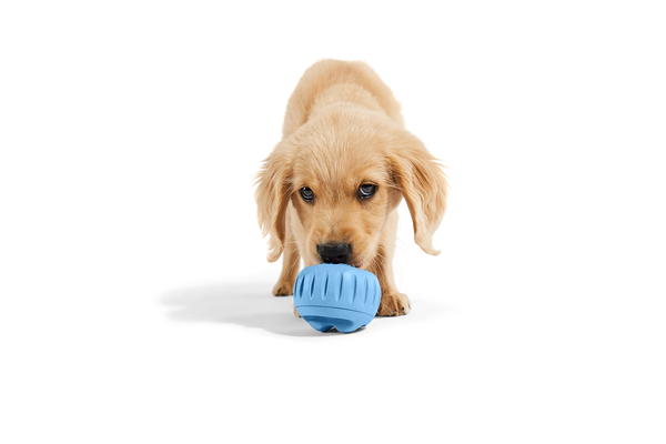The Pupsicle