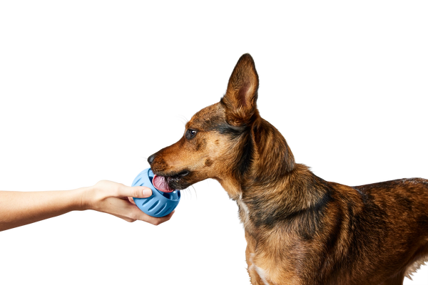 The Pupsicle